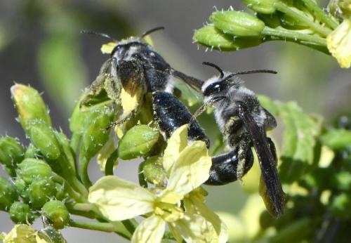 Andrena sp.